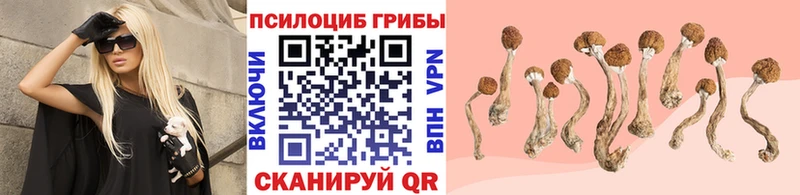 Псилоцибиновые грибы Psilocybine cubensis  Коряжма 